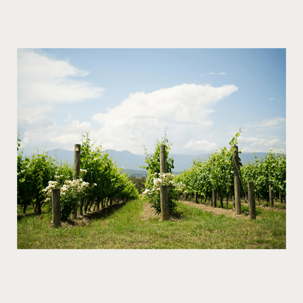 vineyard yarra valley